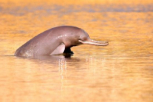 Riječni dupin Riječni dupin